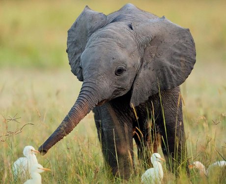 Baby elephant greeting some ducks