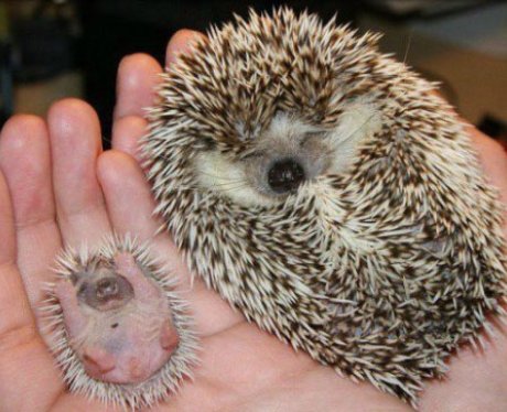 Two hedgehogs asleep
