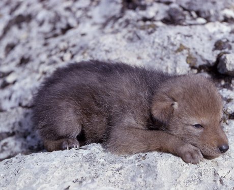 Coyote pup