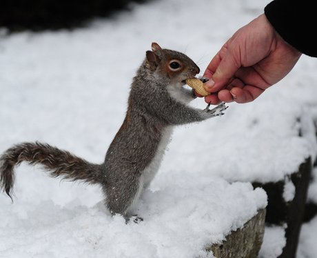 A squirrel eating a nut from a man's hand