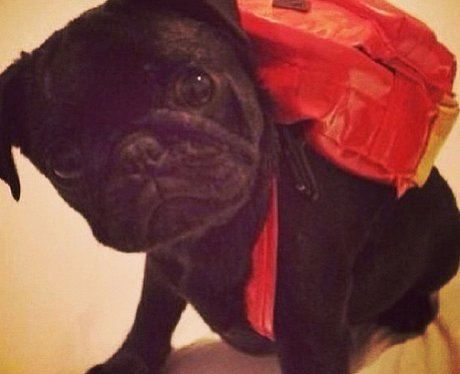 Jessie J's puppy
