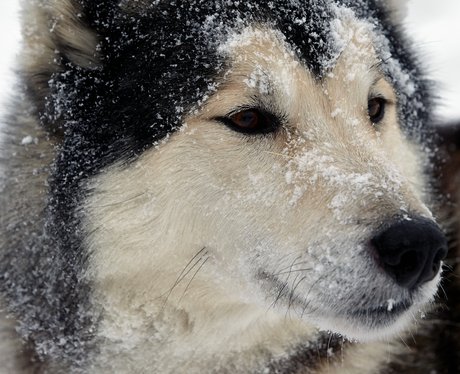 A husky in the snow