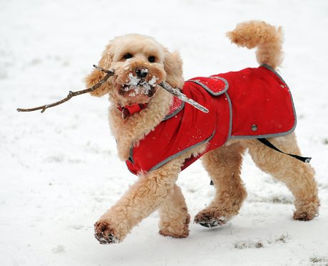 A dog plays in the snow