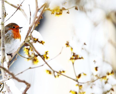 Robin in the snow