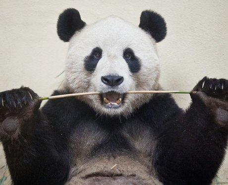 A panda eating bamboo