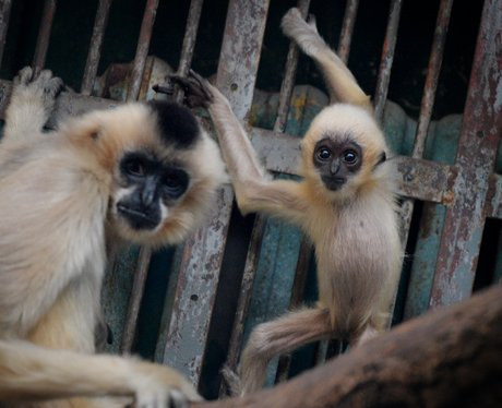 A baby Gibbon and its mother