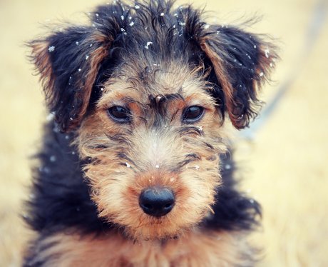 A Welsh terrier in the snow
