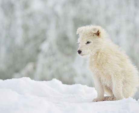 A puppy in the snow