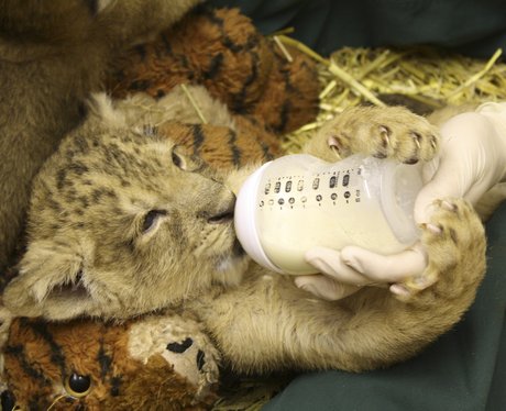 Lion cub feeding