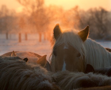 Horse standing in a paddock at sunrise