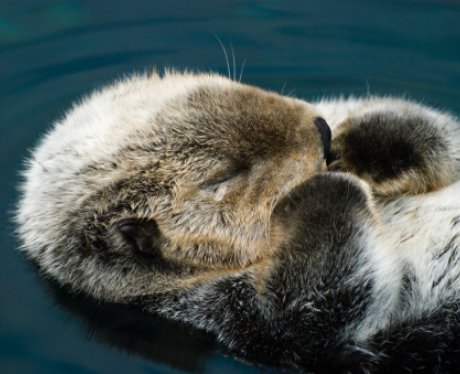 Otter sleeping