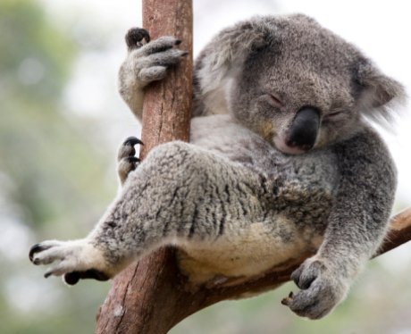 Koala asleep