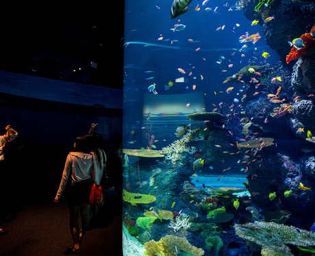 World's largest aquarium in Singapore