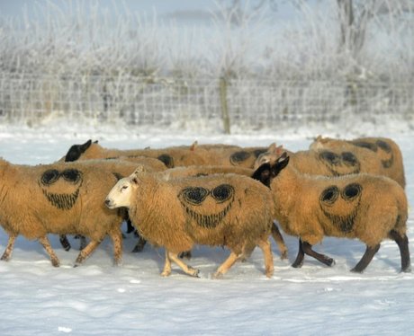 Sheep with 'The Smiler' markings