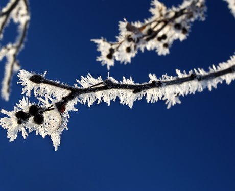Frost on branches