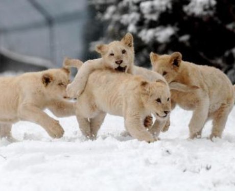 West Midlands Snow Pics