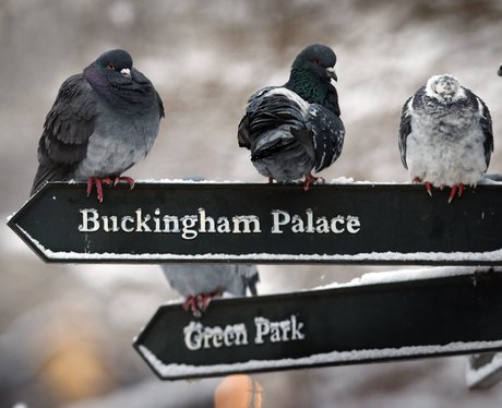 Pigeons sitting on a signpost in the snow