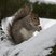 Image 5: A squirrel eating a nut in the snow