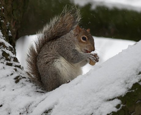 A squirrel eating a nut in the snow