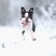 Image 6: A terrier dog plays in the snow