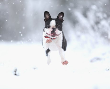 A terrier dog plays in the snow