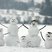 Image 4: A family of snowmen on Box Hill