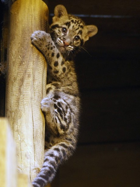 Baby leopard - Cutest Pictures Of The Week - 30th January 2013 - Heart