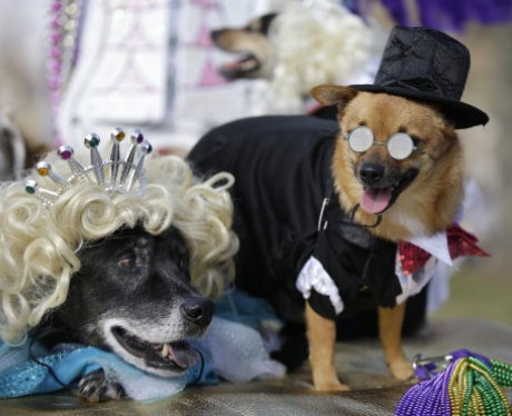 Costumed dogs
