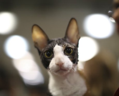 Saintly city cat cub