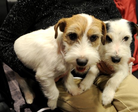Cute dogs in New York