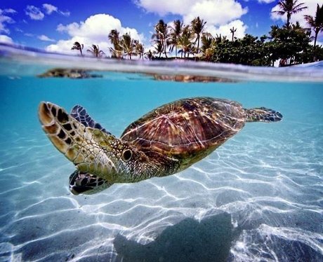 Water Turtles