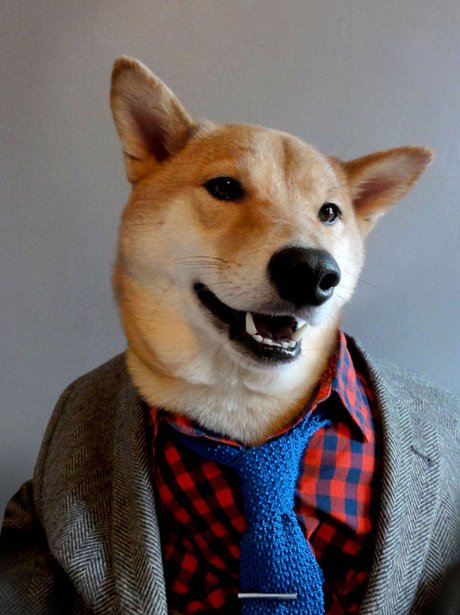 Dogs modelling menswear
