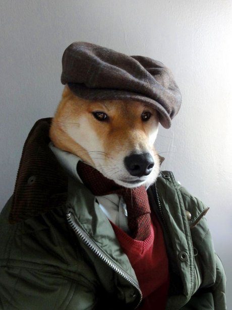 Dogs modelling menswear
