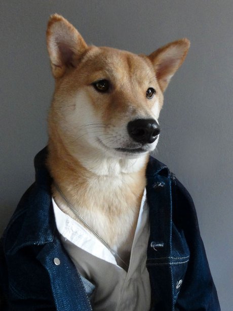 Dogs modelling menswear