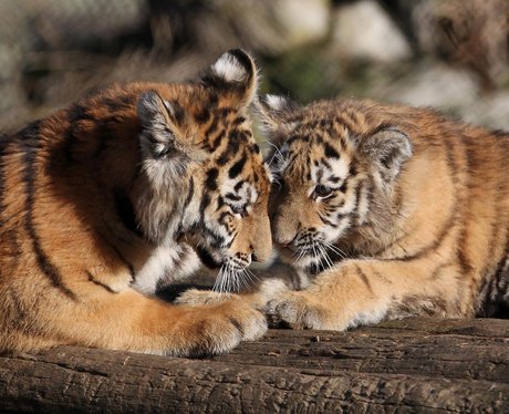 Cutest pictures of the week