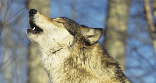 Colchester Zoo says the wolf poses no threat to the public