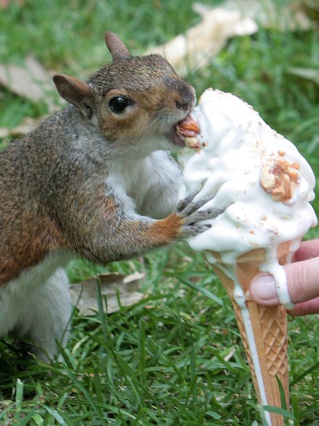 Squirrel eating ice cream - Cutest Pictures Of The Week - 19 February ...