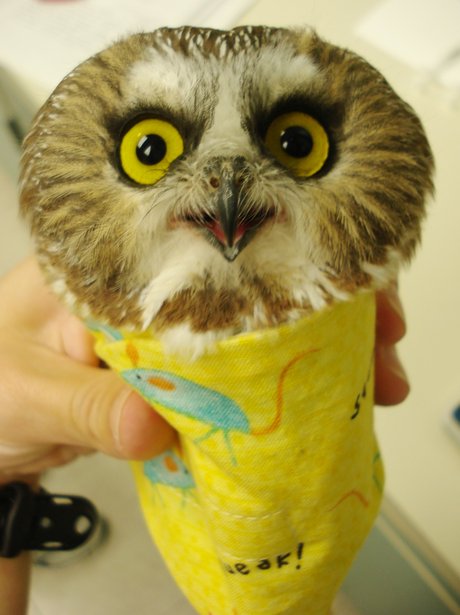 Special design for weighing small animals