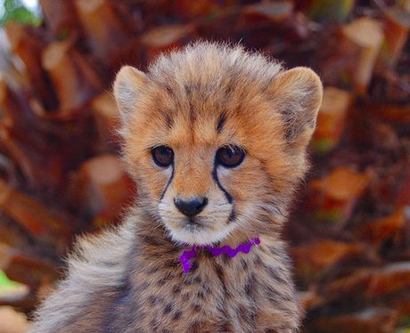Cute babay cheetah