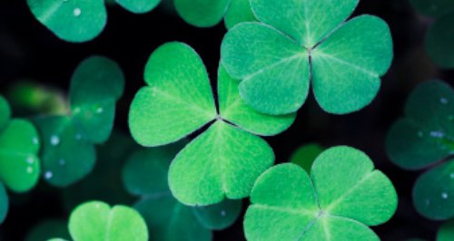 irish clover