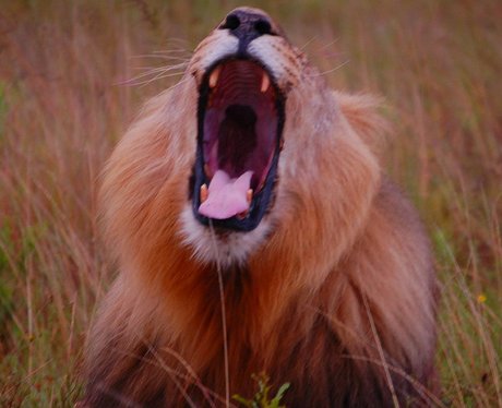 Male lion yawning Cute