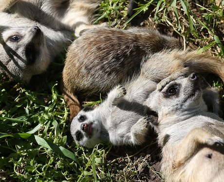 Cutest pictures of the week