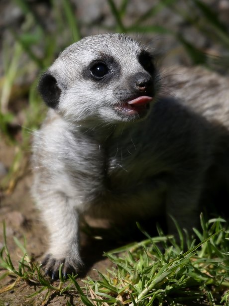 Cutest pictures of the week