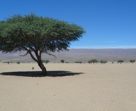 Trees in the desert