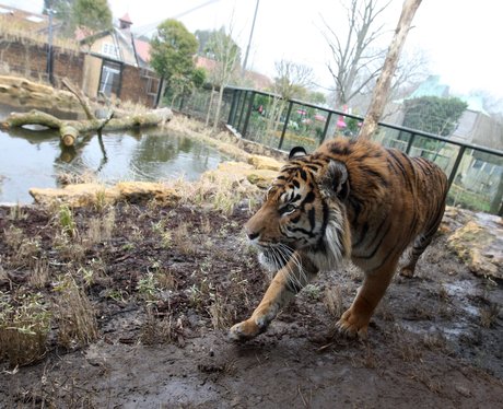 Jae Jae the tiger+