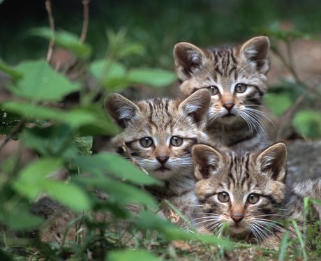 Three young wild cats hiding in the leaves