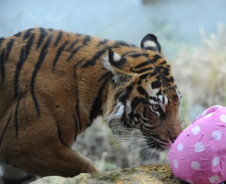 Cutest Picture Of The Week - 3 April 2013