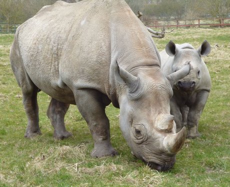 Easter fun at Port Lympne