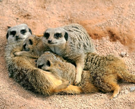 Cutest pictures of the week