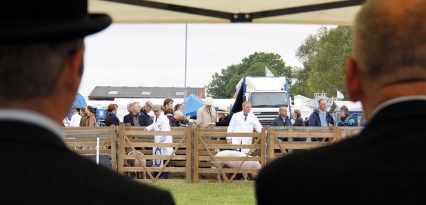 Suffolk Show Pig Judging